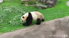 大熊猫每天吃的东西，是它体重的五分之一