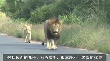 短面老被子雄狮：非洲雄狮体型的天花板，不需要参照物的巨大