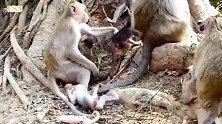猴子宝宝就像人来疯，即使刚被教训过，也影响不了爱玩的热情