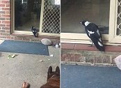 澳大利亚一只喜鹊为引人注意 站居民家门口学狗叫
