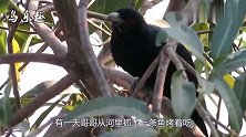 恐怖的“红眼鬼鸟”，叫声凄厉，你听说过它的民间传说吗？