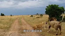 雄狮惨遭6只雌狮撕咬，毛薅掉了都不敢反抗，究竟犯了什么错？