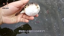 男子趁河豚吸气时，给它抽了一根烟，镜头拍下搞笑一幕