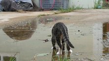 猫咪走水路，每踩完一步就要把脚上的水抖掉，有洁癖吗？
