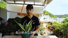 如何控制虎皮兰“身材”？2个方法，养出想要的状态