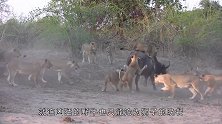 狮子咬住羚羊脊背，无奈羚羊使出无影脚！狮子瞬间中了几十脚