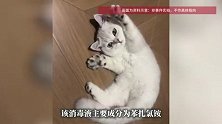 女子称用了宠物消毒液后，致5幼猫死亡？专家解读
