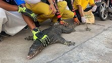 泰国：爆笑！一只巨蜥闯入居民家，救援队员抓捕场面混乱