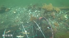 在海边扔下鱼笼，水底镜头看看四周情况