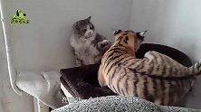 带着猫咪去看百兽之王，有些老虎被它吓到，有些则把它当孩子