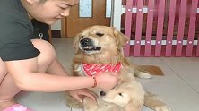 金毛爸爸护犊子不让揍小狗，一听给它找媳妇，立马就妥协了，好逗