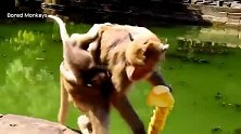 小猴宝揪住老猴王不放手，以为它有奶喝