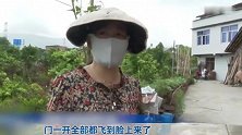 种植户露天堆鸡粪，苍蝇围村了！村民：密密麻麻哪都是，还飞嘴里