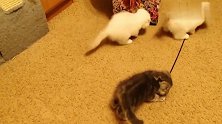 自从买了逗猫棒，家里的小奶猫走路都与众不同，太可爱了