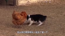 为什么说“鸡犬不宁”他们之间竟然还有这样的故事！看完憋住笑