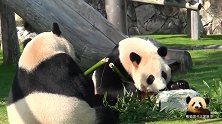 两只熊猫胖墩儿组团卖萌分工明确，一只给正脸一只露背面，萌翻了