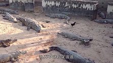 人们常说“鸡犬不宁”，原来它们之间真有故事，镜头记录搞笑一幕