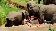 感人！小象被湍急河水冲走 象群合力将其救上岸