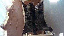 两只小胖猫趴在吊床上，摇着小尾巴，日子过的真惬意