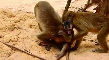 气愤！丧尽天良的大猴把小猴虐得体无完肤，手段极其残忍！