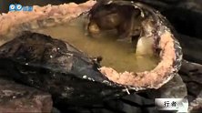 梦野部落舌尖美食TOP.10乌龟壳煲汤