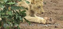 母狮子捉到刚出生小鹿，狮子会母性大发现实却是如此残酷