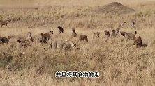 花豹狩猎疣猪被鬣狗接盘，随后两猎手共同进食，画面罕见！