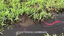 动物：水面漂着一根“红丝带”，男子好奇去捡