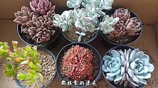 网友选的大苗多肉套餐，6个品种，颜色搭配太好看了