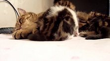 睡在一起的小奶猫们，这可爱的小样子，好有趣！