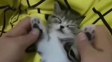 狸花猫：睡个觉都不安稳，还得被铲屎的被迫跳舞
