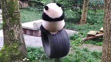 熊猫：我身后空无一人，你说我抗不扛得住