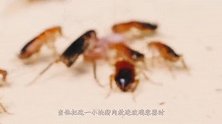 100只小强和蝎子放在一起会怎样？牛人亲测，结果场面太激烈