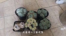 小七介绍大苗套餐，2棵桑切斯形状完全不同，太美了