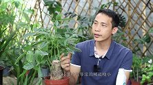 发财树出现徒长？3招下去，株型很快恢复圆润饱满