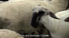 绵羊深山老林躲藏6年，渴了喝露水饿了吃蚂蚱，毛长主动求剪