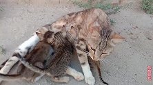 去营救猫妈妈和4只小猫，看到它们那一刻忍不住泪目，好可怜！
