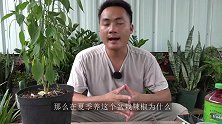 盆栽辣椒为啥坐不住果？看完才知道问题在哪个方面