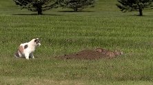 猫看獾刨土抓地鼠