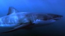 雄鲨示爱雌性不成，一口咬住它的鱼鳍，雌狮痛苦的接受了全过程
