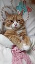 猫：叫我起床干啥，我又不上学！