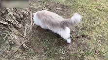 发现树下一只猫咪，看这呆萌的小模样，真是好玩极了！