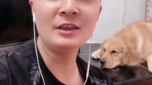 主人唱歌跑调，金毛皮蛋给他留面子一忍再忍，忍无可忍溜了