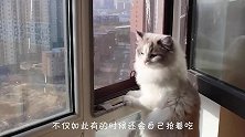 猫咪千方百计想喝酸奶，主人：再碰我就打你，喵：你打我吧！