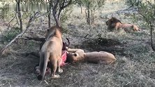 狮王兄弟地位高低明显，弱势方连猎物都不敢靠近