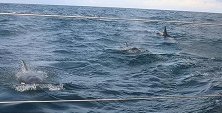 英国：一艘游艇遭30头虎鲸追击两小时 舵被咬掉一大块