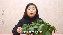 冬天养绿萝，“1样小东西”撒盆里，再冷也不怕，照样长得绿油油