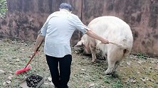 四川成都：13岁猪坚强不能自行站立 饲养员：希望它安享晚年
