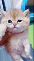 猫：放我下来，我很凶的！