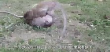 实拍猴哥帮母猴捉虱子，捉着捉着就开始不着调了，镜头拍下画面